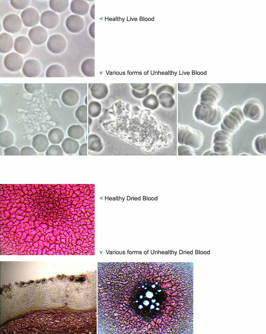 cell pictures